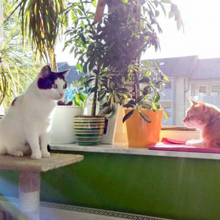 Kätzin Skinny (l.) mit Kumpel im neuen Zuhause / © 10.05.'16 Privat