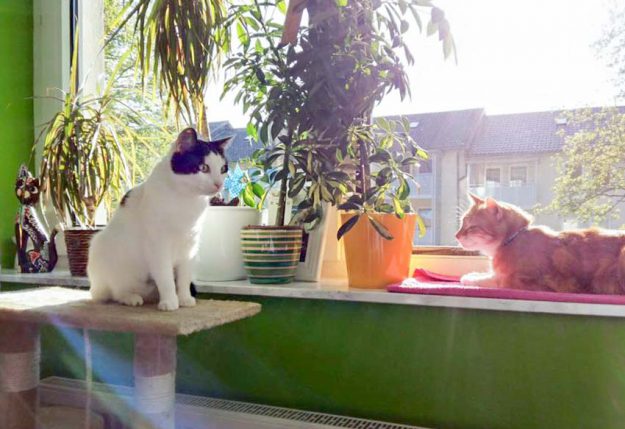 Kätzin Skinny (l.) mit Kumpel im neuen Zuhause / © 10.05.'16 Privat