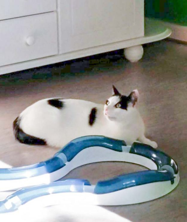 Kätzin Skinny im neuen Zuhause / © 10.05.'16 Privat