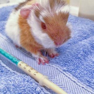 Meerschweinchenbaby Mini / © 2016 Arche KaNaum (DN) Meerschweinchenbaby Mini / © 2016 Arche KaNaum (DN)