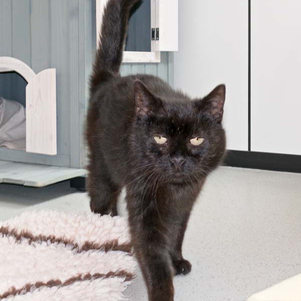 Kater Paul / © 2016 Arche KaNaum (NH)