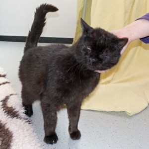 Kater Paul / © 2016 Arche KaNaum (NH)