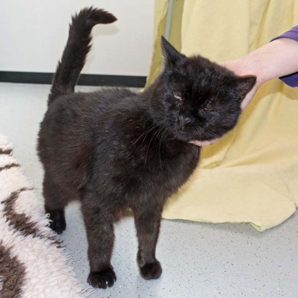 Kater Paul / © 2016 Arche KaNaum (NH)