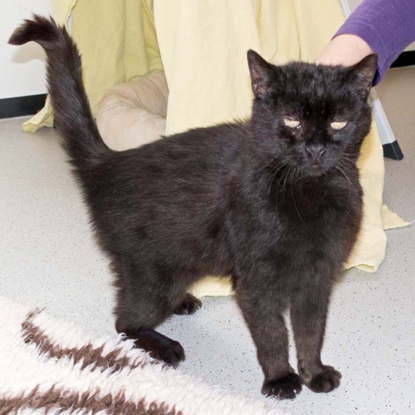 Kater Paul / © 2016 Arche KaNaum (NH)