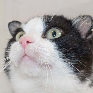 Kater Teddy / © 2016 Arche KaNaum (NH)