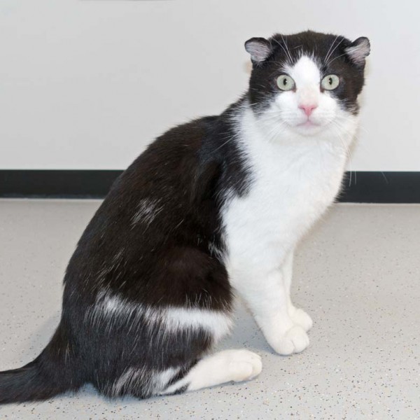 Kater Teddy  / © 2016 Arche KaNaum (NH) Kater Teddy / © 2016 Arche KaNaum (NH)