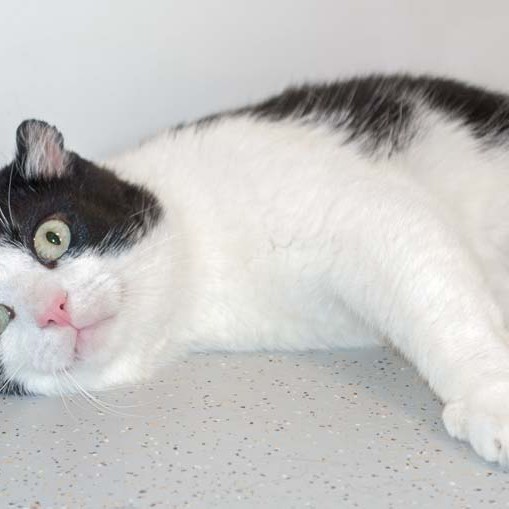 Kater Teddy  / © 2016 Arche KaNaum (NH) Kater Teddy / © 2016 Arche KaNaum (NH)