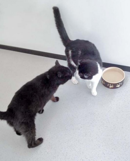 Lernen sich gerade kennen: Kater Paul (l.) und Teddy / © 2016 Arche KaNaum (DN)