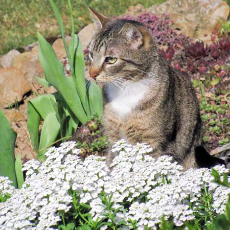 Kater Krümel im neuen Zuhause / © 17.05.'16 Privat