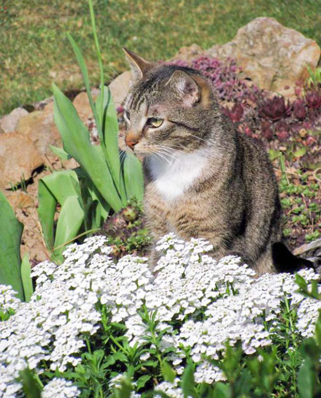 Kater Krümel im neuen Zuhause / © 17.05.'16 Privat