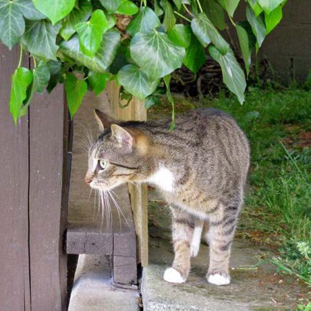 Kater Krümel im neuen Zuhause / © 17.05.'16 Privat