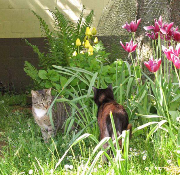 Kater Krümel (l.) mit Kumpel im neuen Zuhause / © 17.05.'16 Privat