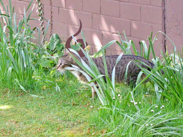 Kater Krümel im neuen Zuhause / © 17.05.'16 Privat