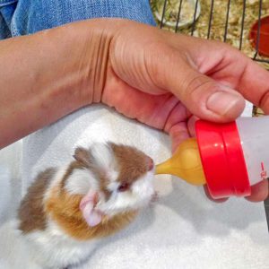 Meerschweinchenbaby Mini / © 2016 Arche KaNaum (DN) Meerschweinchenbaby Mini / © 2016 Arche KaNaum (DN)