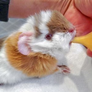 Meerschweinchenbaby Mini / © 2016 Arche KaNaum (DN) Meerschweinchenbaby Mini / © 2016 Arche KaNaum (DN)