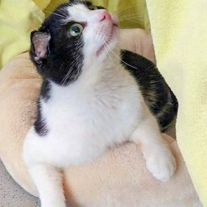 Kater Teddy / © 2016 Arche KaNaum (DN)