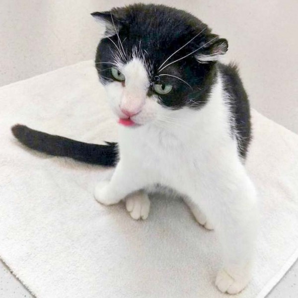 Kater Teddy  / © 2016 Arche KaNaum (DN) Kater Teddy / © 2016 Arche KaNaum (DN)