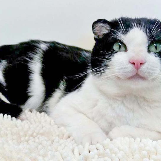 Kater Teddy  / © 2016 Arche KaNaum (DN) Kater Teddy / © 2016 Arche KaNaum (DN)