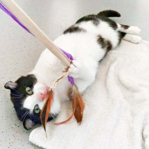 Kater Teddy / © 2016 Arche KaNaum (DN)