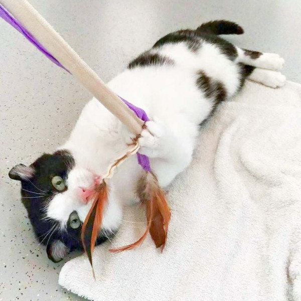 Kater Teddy  / © 2016 Arche KaNaum (DN) Kater Teddy / © 2016 Arche KaNaum (DN)