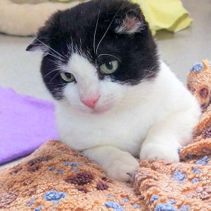 Kater Teddy / © 2016 Arche KaNaum (DN)