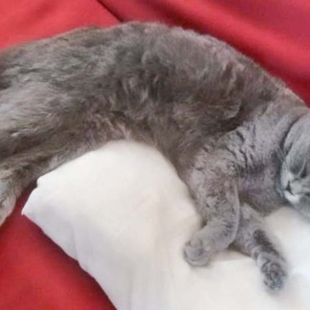 Kater Balou im neuen Zuhause / © 25.05.'16 Privat