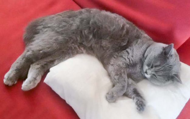 Kater Balou im neuen Zuhause / © 25.05.'16 Privat