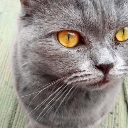 Kater Balou im neuen Zuhause / © 25.05.'16 Privat