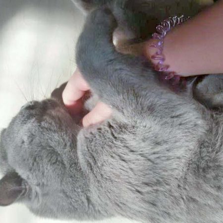 Kater Balou im neuen Zuhause / © 25.05.'16 Privat