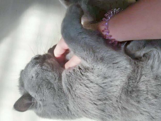 Kater Balou im neuen Zuhause / © 25.05.'16 Privat