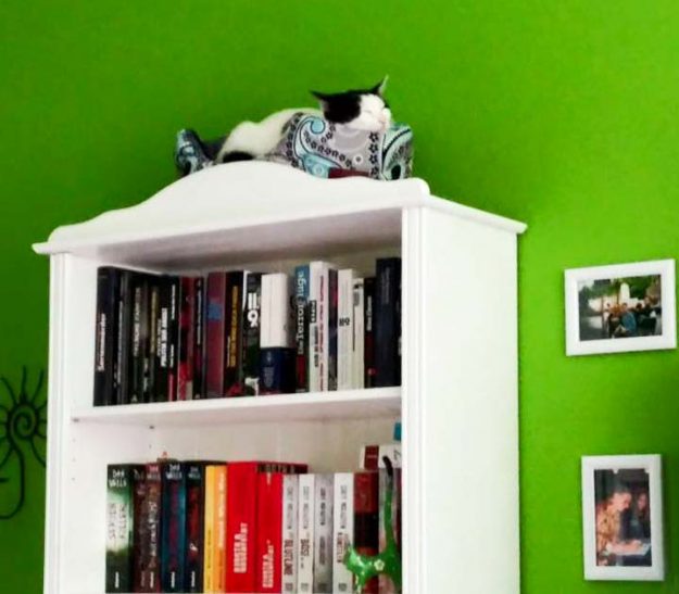 Kätzin Skinny im neuen Zuhause / © 25.05.'16 Privat