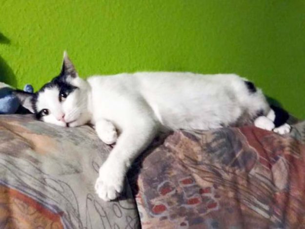 Kätzin Skinny im neuen Zuhause / © 05.06.'16 Privat