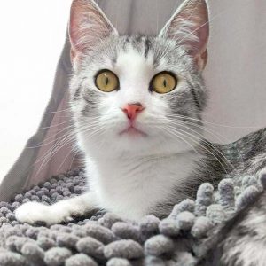 Kätzin Ruby / © 2016 Arche KaNaum (DN)