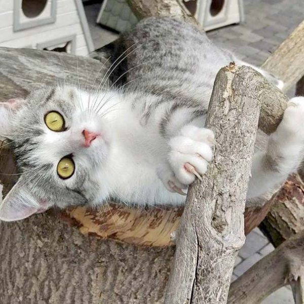 Kätzin Ruby  / © 2016 Arche KaNaum (DN) Kätzin Ruby / © 2016 Arche KaNaum (DN)