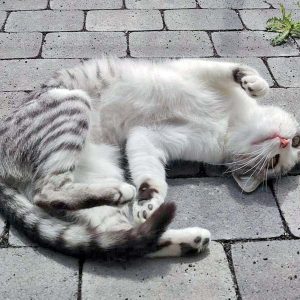 Kätzin Ruby / © 2016 Arche KaNaum (DN)