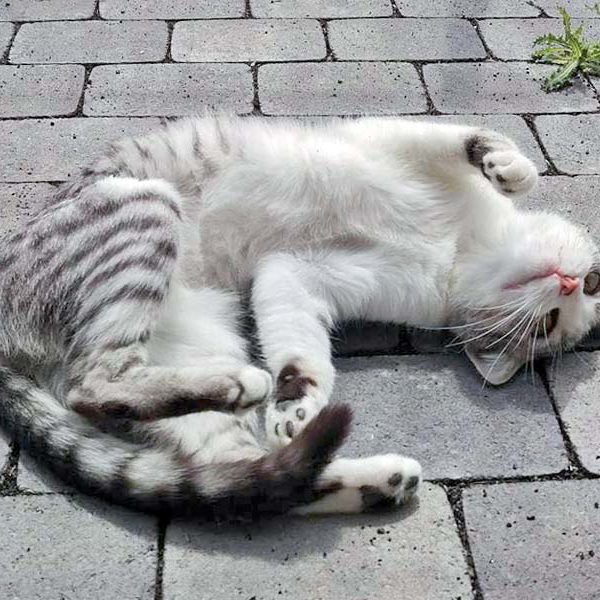 Kätzin Ruby  / © 2016 Arche KaNaum (DN) Kätzin Ruby / © 2016 Arche KaNaum (DN)