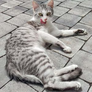 Kätzin Ruby / © 2016 Arche KaNaum (DN)