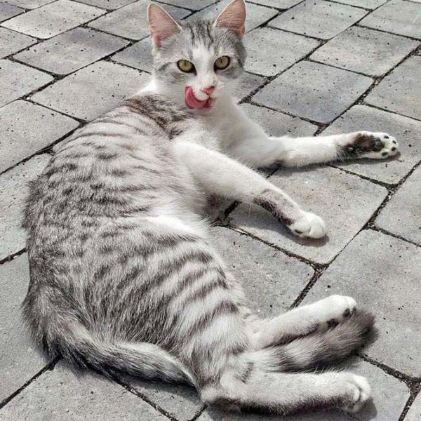 Kätzin Ruby  / © 2016 Arche KaNaum (DN) Kätzin Ruby / © 2016 Arche KaNaum (DN)