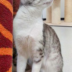 Kätzin Ruby / © 2016 Arche KaNaum (DN)