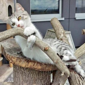 Kätzin Ruby / © 2016 Arche KaNaum (DN)