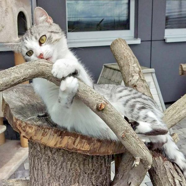 Kätzin Ruby  / © 2016 Arche KaNaum (DN) Kätzin Ruby / © 2016 Arche KaNaum (DN)