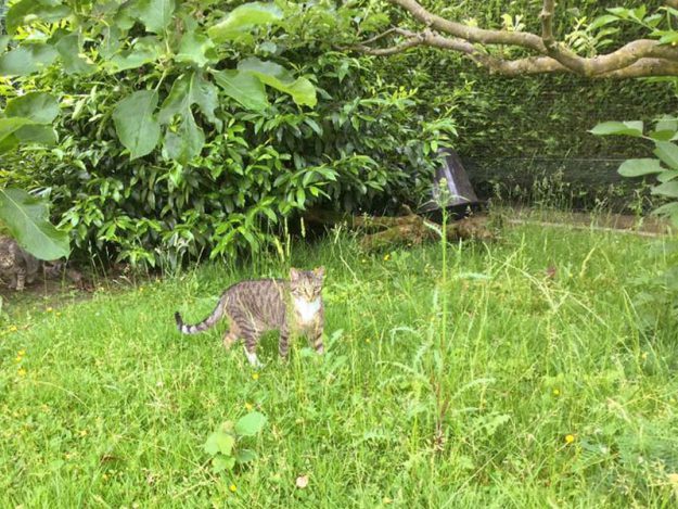 Kater Krümel im neuen Zuhause / © 24.06.'16 Privat
