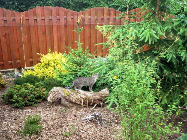Kater Krümel im neuen Zuhause / © 24.06.'16 Privat
