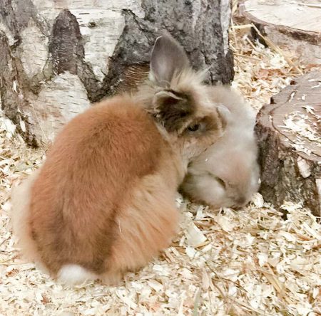 Kaninchenböcke Theobald (l.) und Timon / © 2016 Arche KaNaum (DN)