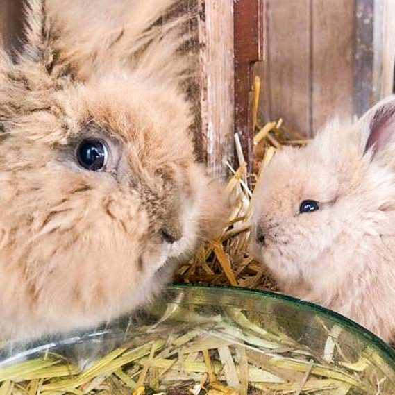 Kaninchenmädels Mama Tilda (l.) und Gitti / © 2017 Arche KaNaum (AE) Kaninchenmädels Mama Tilda (l.) und Gitti / © 2017 Arche KaNaum (AE)