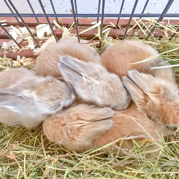 Die 4 Kaninchenbabies von Tilda / © 2016 Arche KaNaum (DN)