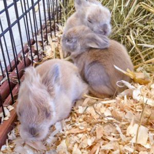 Drei der Kaninchenbabies von Tilda / © 2016 Arche KaNaum (DN)