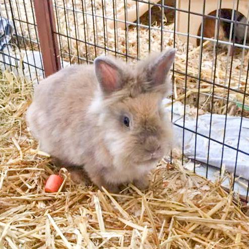 Kaninchenböckchen Theobald / © 2016 Arche KaNaum (DN)