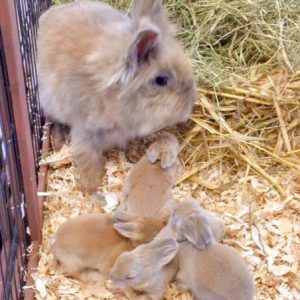 Kaninchendame Tilda und ihre Babies / © 2016 Arche KaNaum (DN)