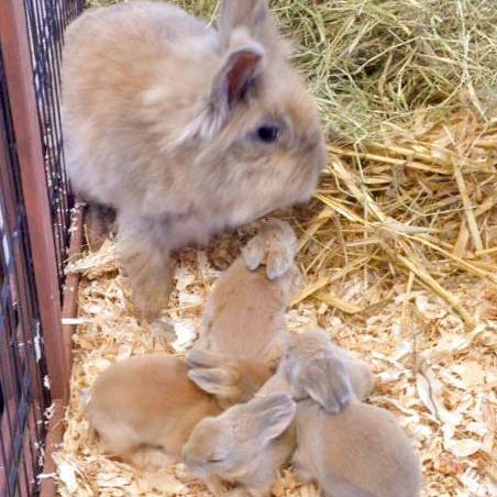 Kaninchendame Tilda und ihre Babies / © 2016 Arche KaNaum (DN)